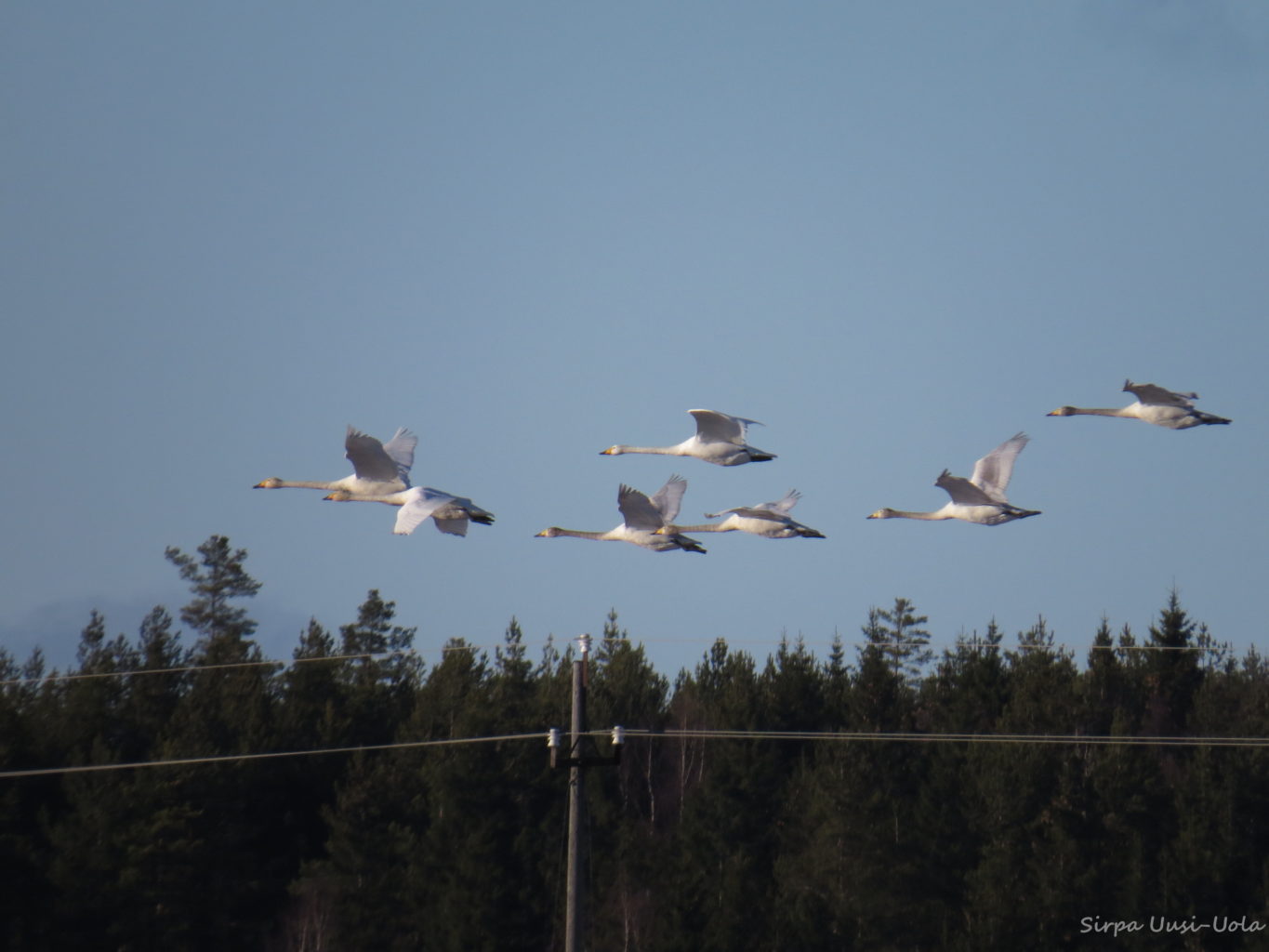Valokuvaaja: Sirpa Uusi-Uola