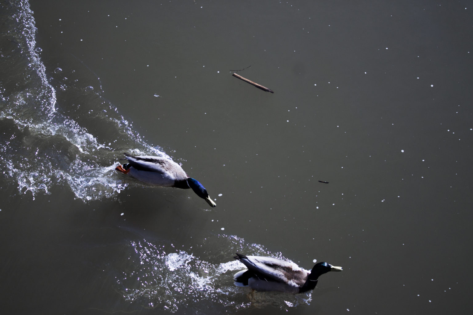 Valokuvaaja: Essi Nisonen Valokuvaaja: Essi Nisonen