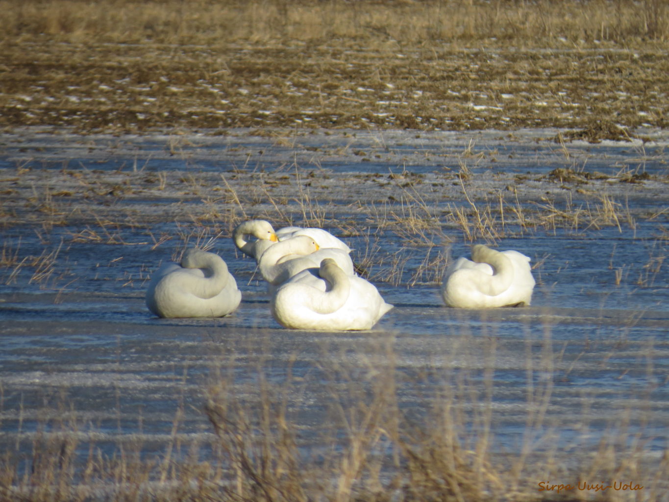 Valokuvaaja: Sirpa Uusi-Uola