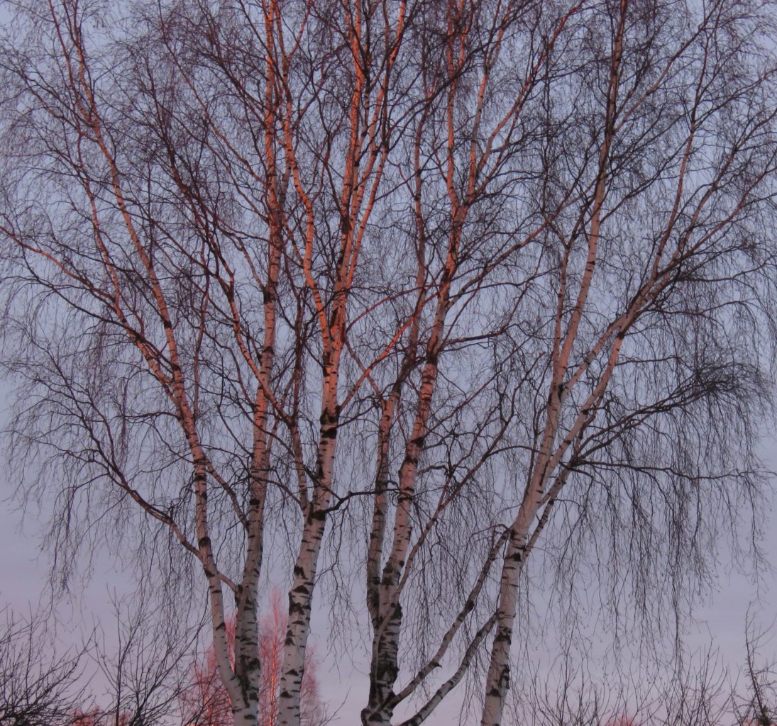 Valokuvaaja: Olivia Kuuri-Riutta