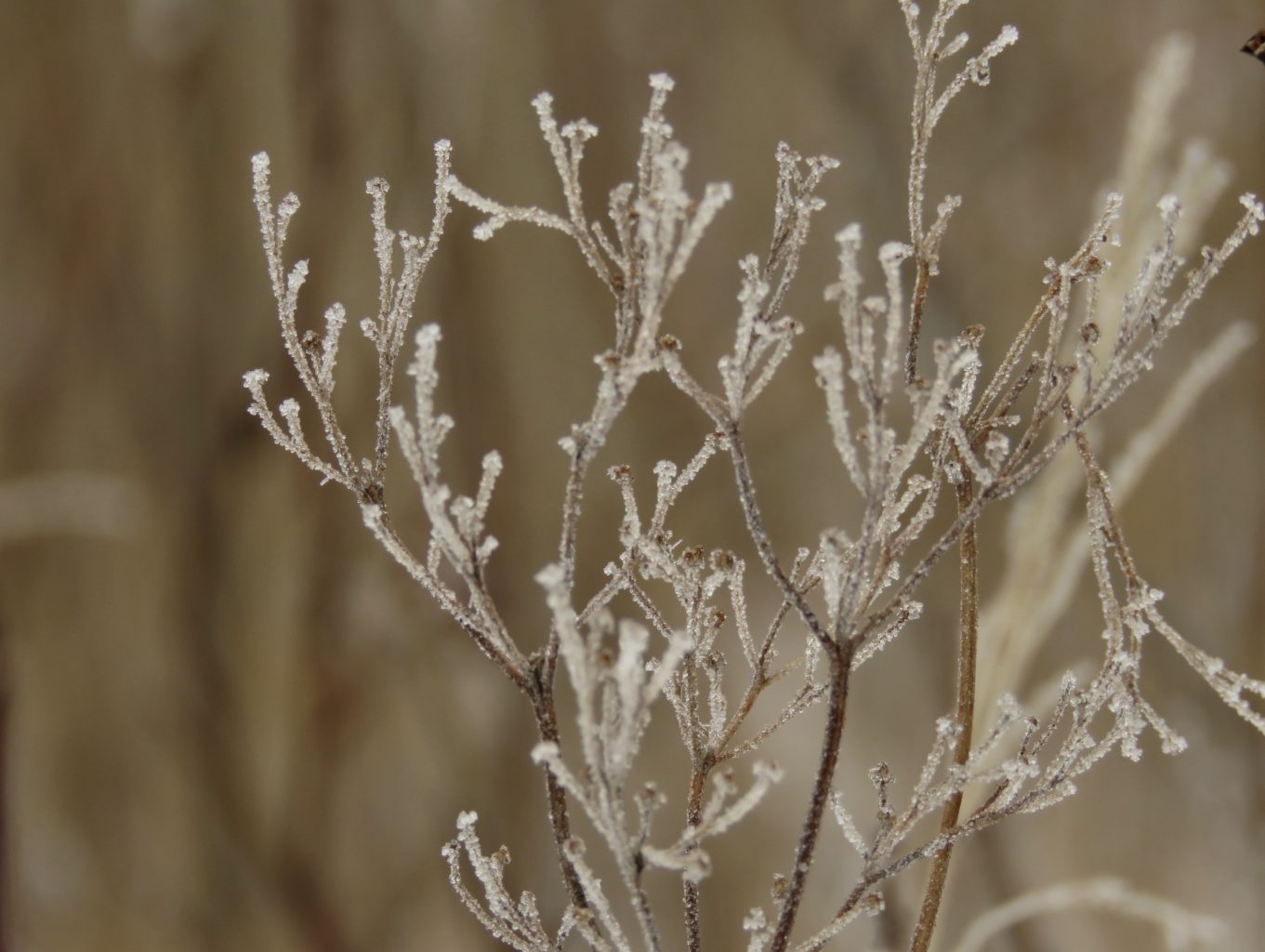 Valokuvaaja: Olivia Kuuri-Riutta