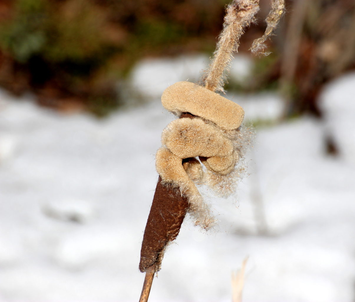 Valokuvaaja: Irja lehtinen