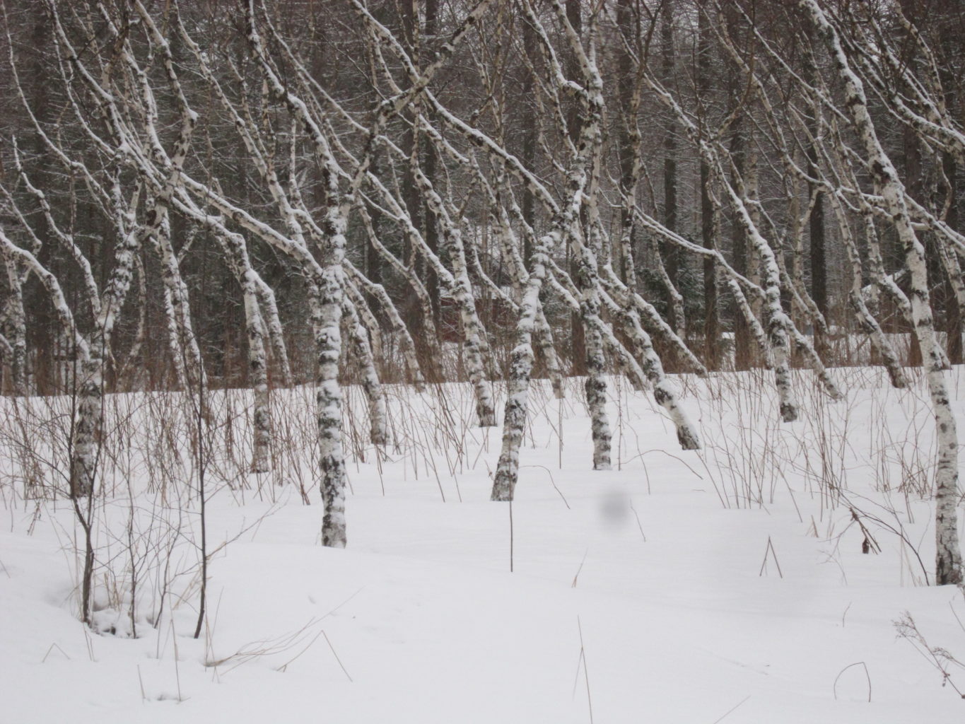 Valokuvaaja: Hannu Rissanen