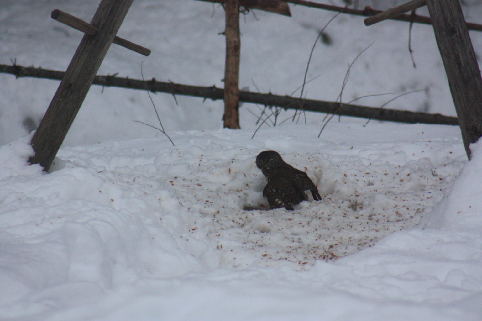 Valokuvaaja: Jari Hyvönen