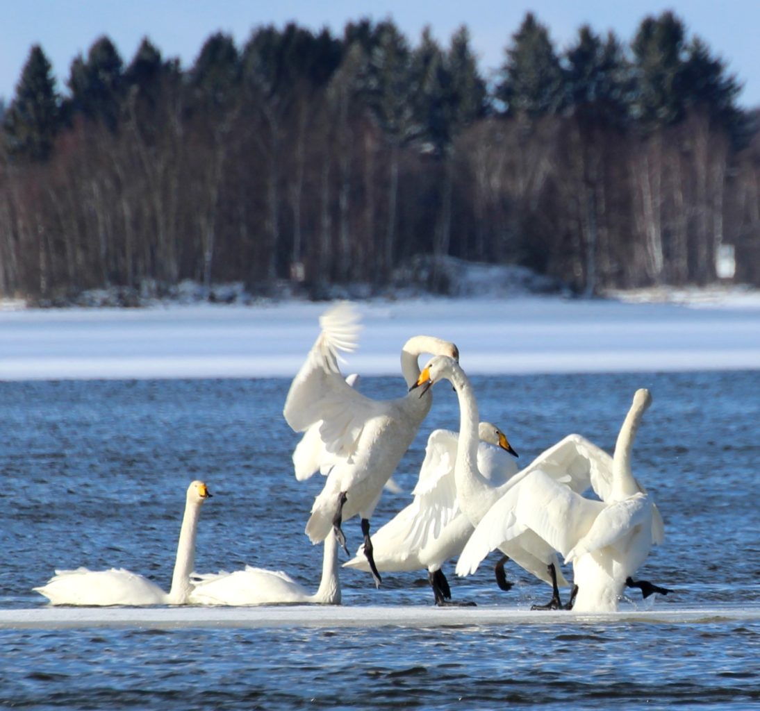 Valokuvaaja: Irja lehtinen Valokuvaaja: Irja lehtinen