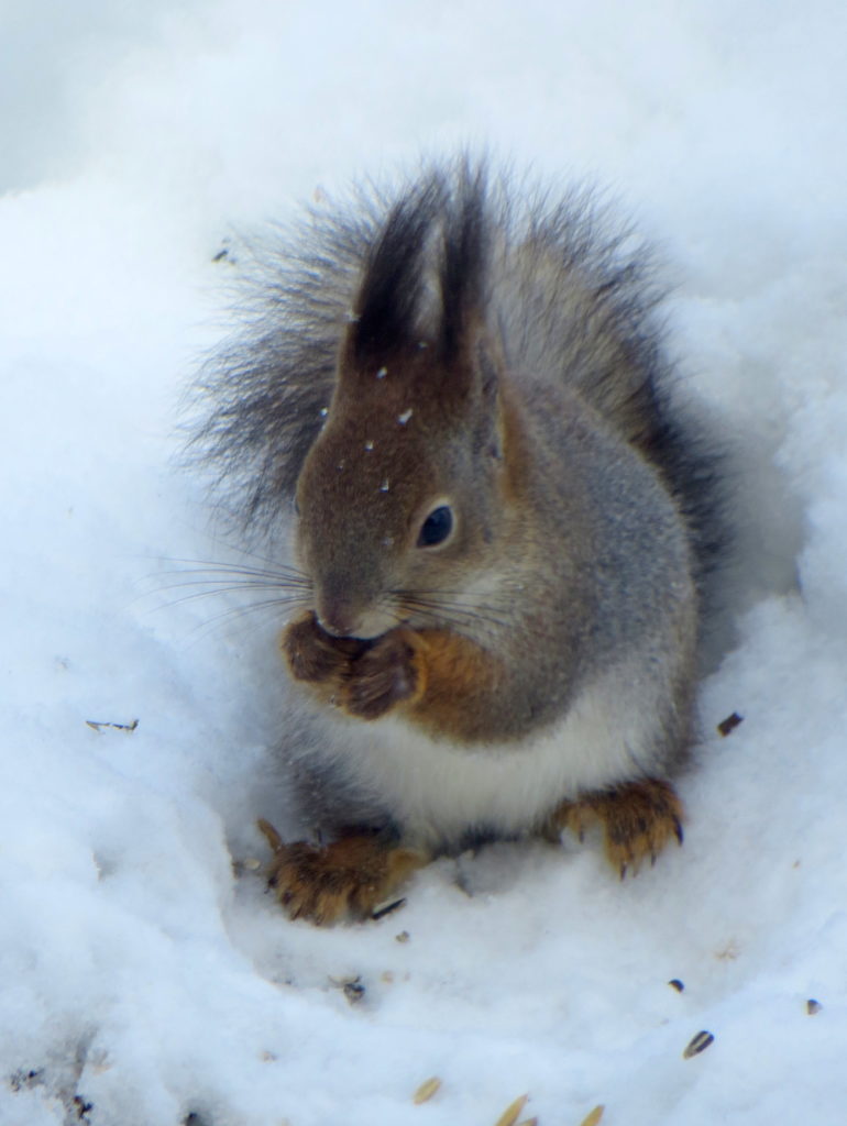 Valokuvaaja: Sirkka Ruotoistenmäki