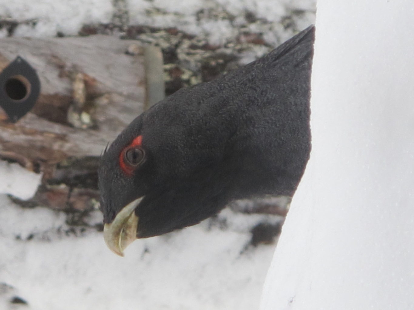Valokuvaaja: Hannu Suominen