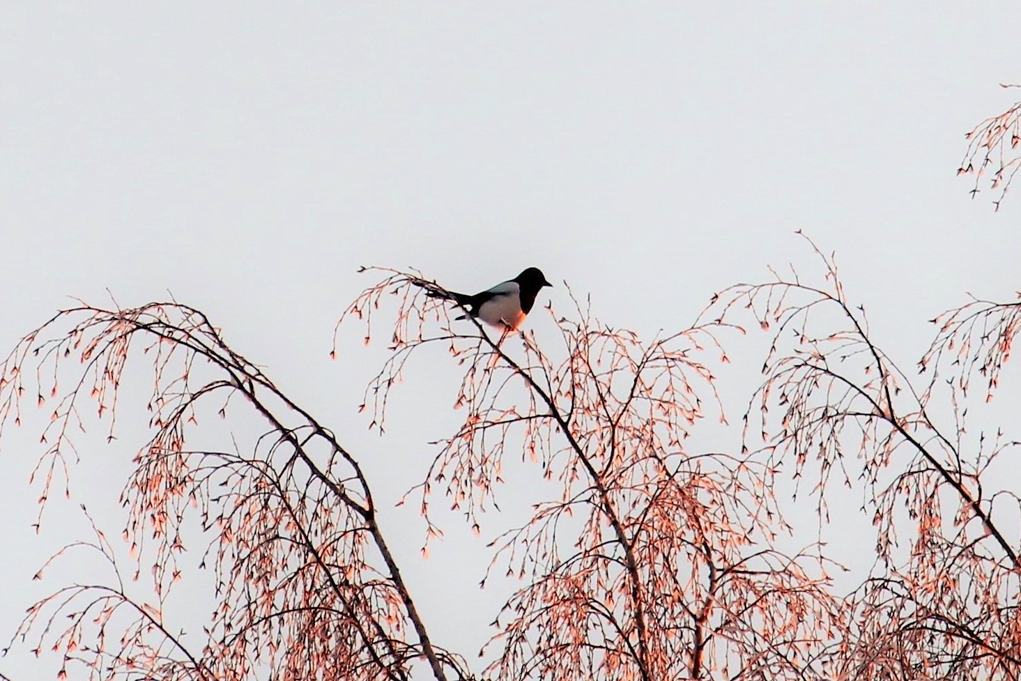 Valokuvaaja: PirkkoLiisa Hautamäki