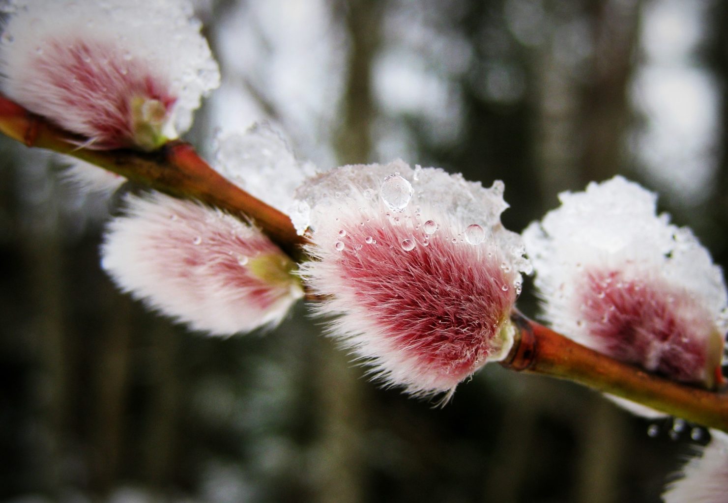 Valokuvaaja: Satu Välimaa