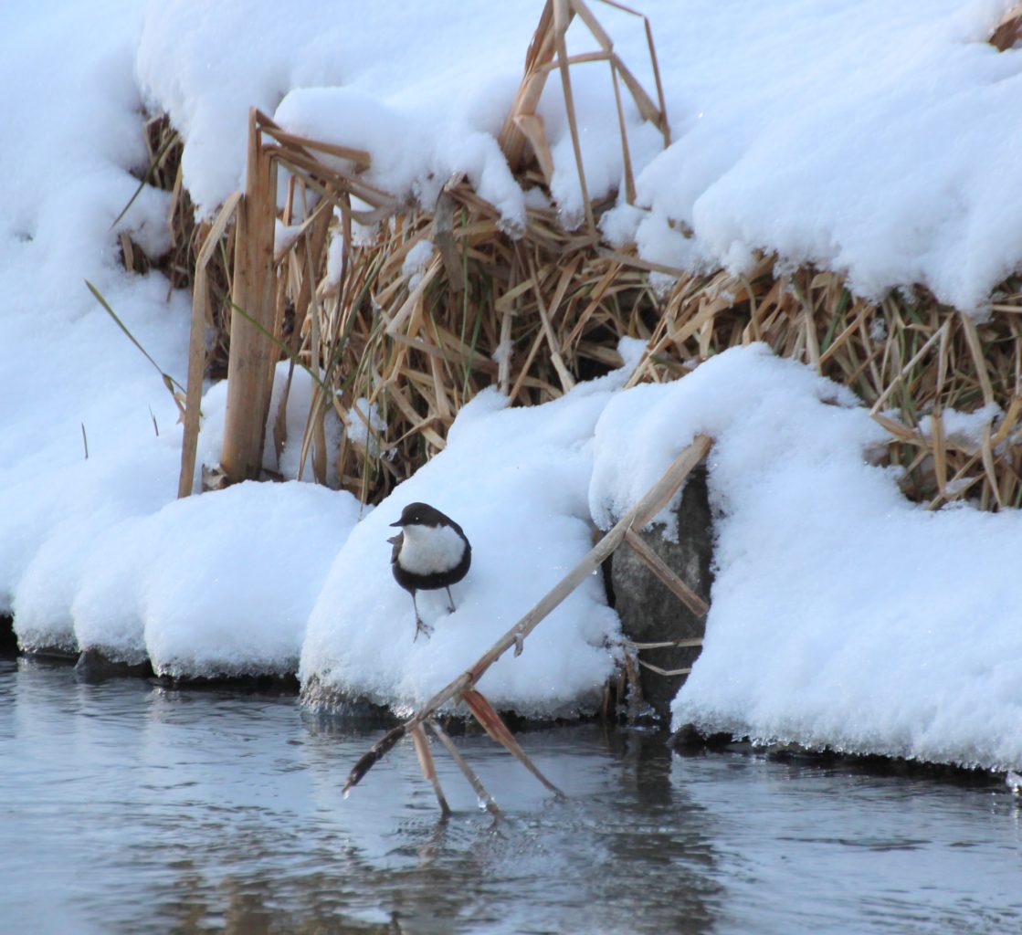 Valokuvaaja: Irja lehtinen Valokuvaaja: Irja lehtinen