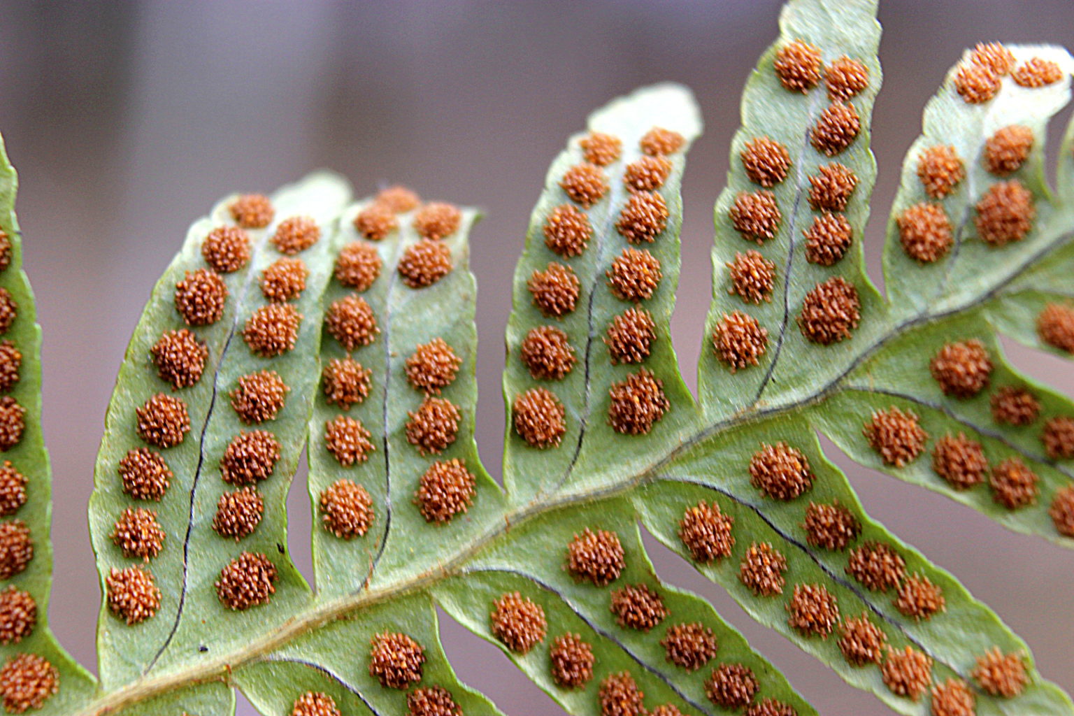Valokuvaaja: Irja Lehtinen
