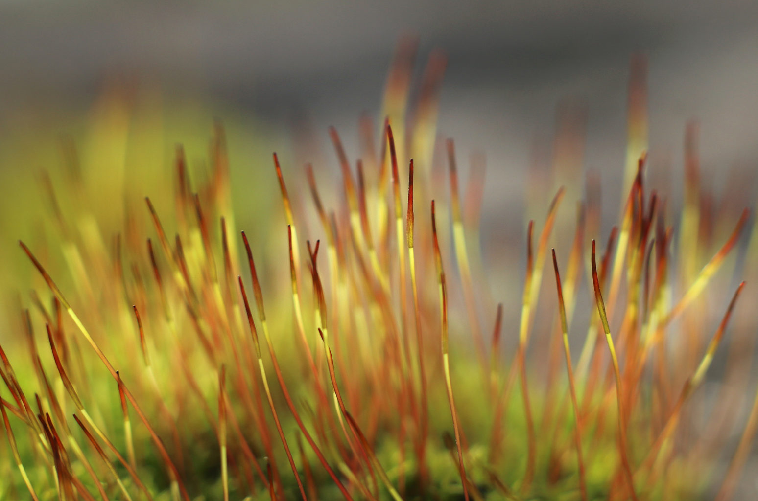 Valokuvaaja: Tarja Porkkala Valokuvaaja: Tarja Porkkala