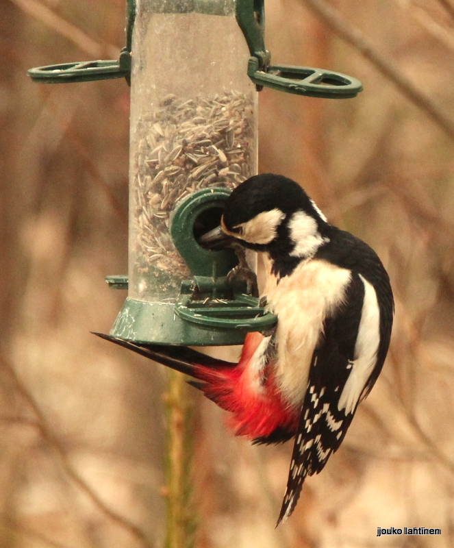 Valokuvaaja: Jouko Lahtinen