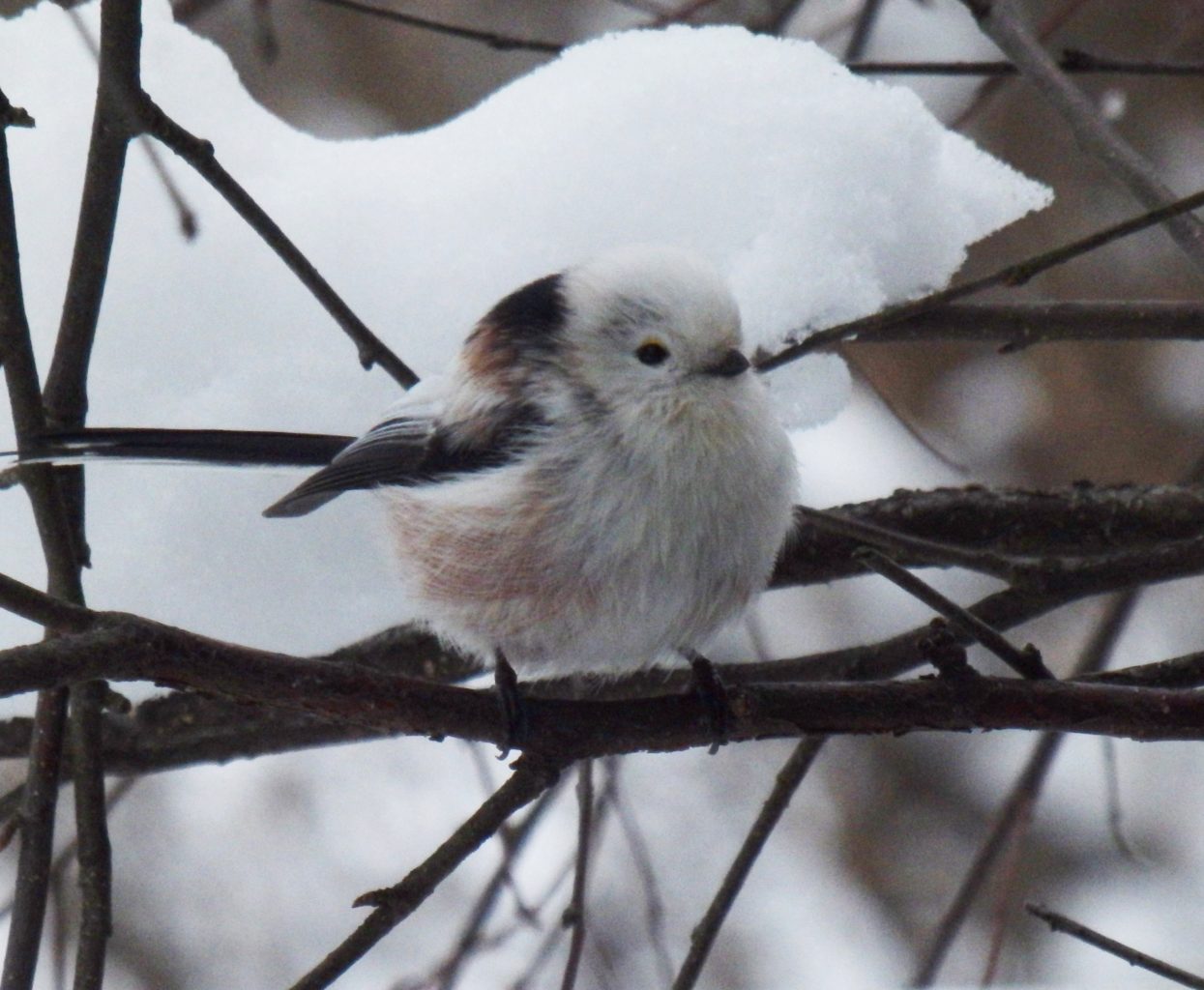 Valokuvaaja: Marja Nyyssönen