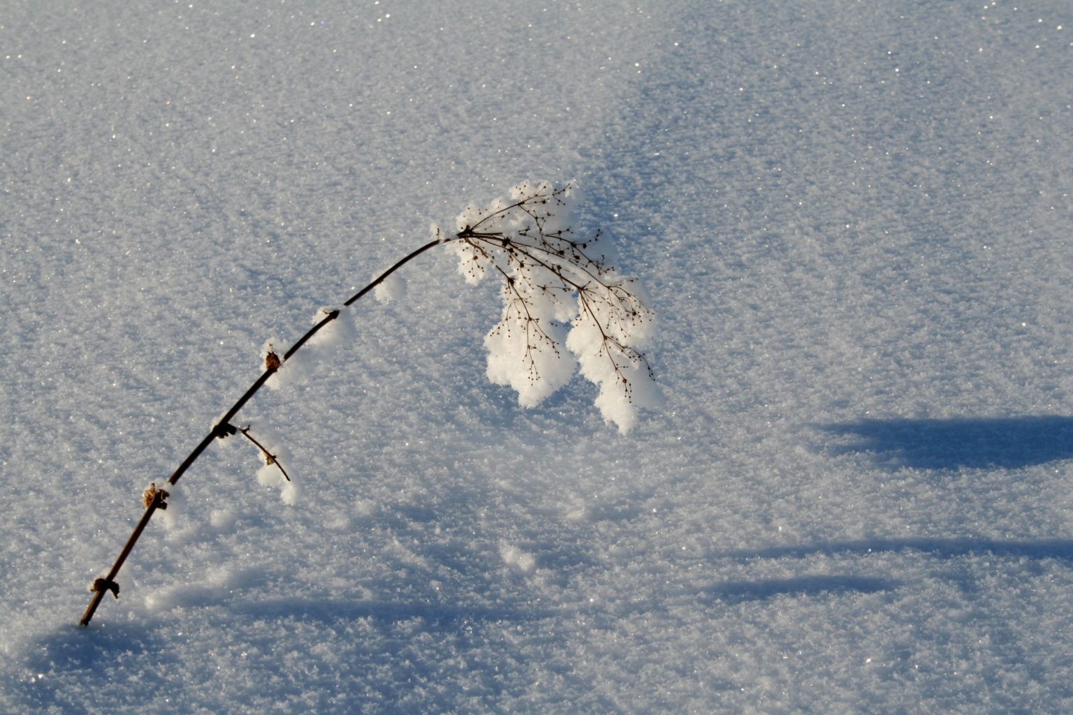 Valokuvaaja: Pirkko Siukonen
