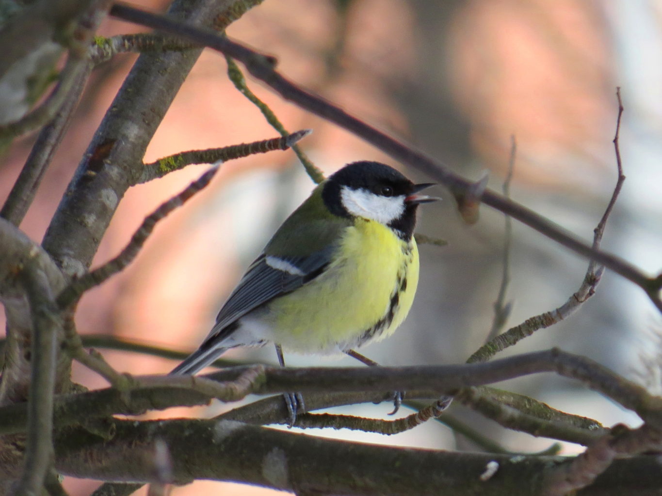 Valokuvaaja: Jaana Talvinen