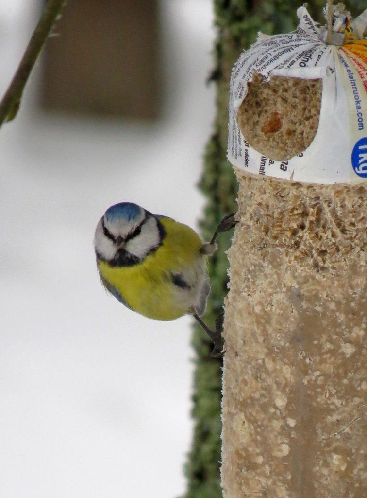 Valokuvaaja: Jaana Talvinen