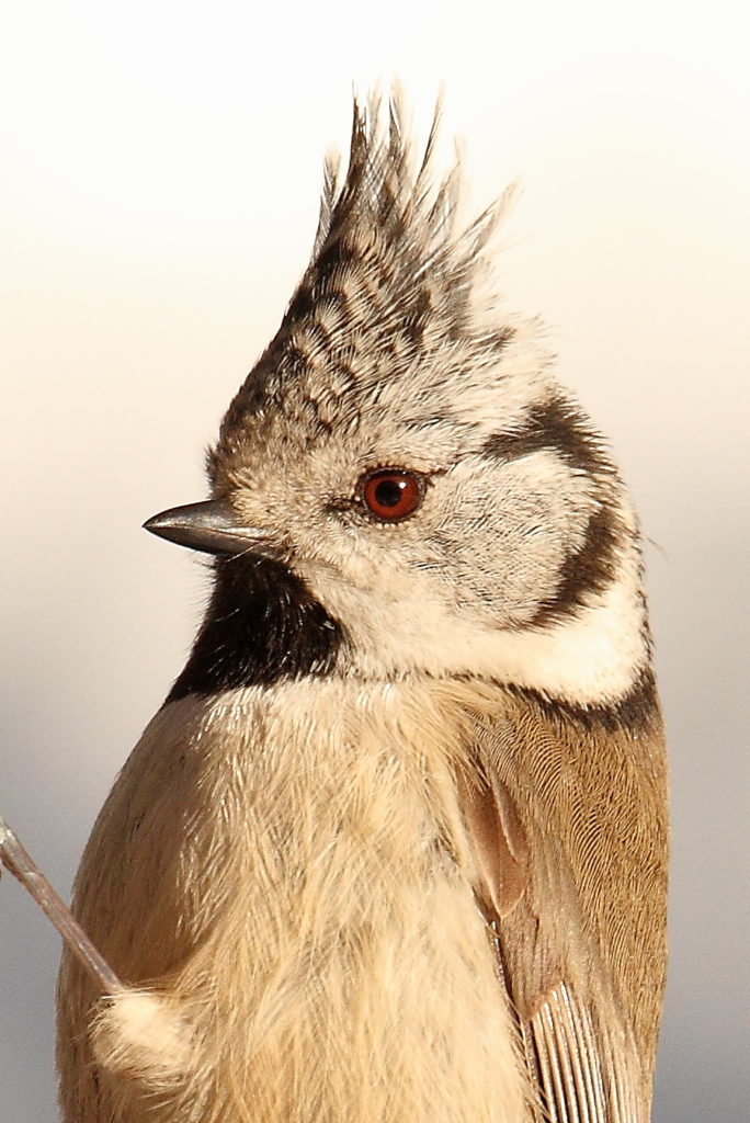 Valokuvaaja: Lasse Kokko