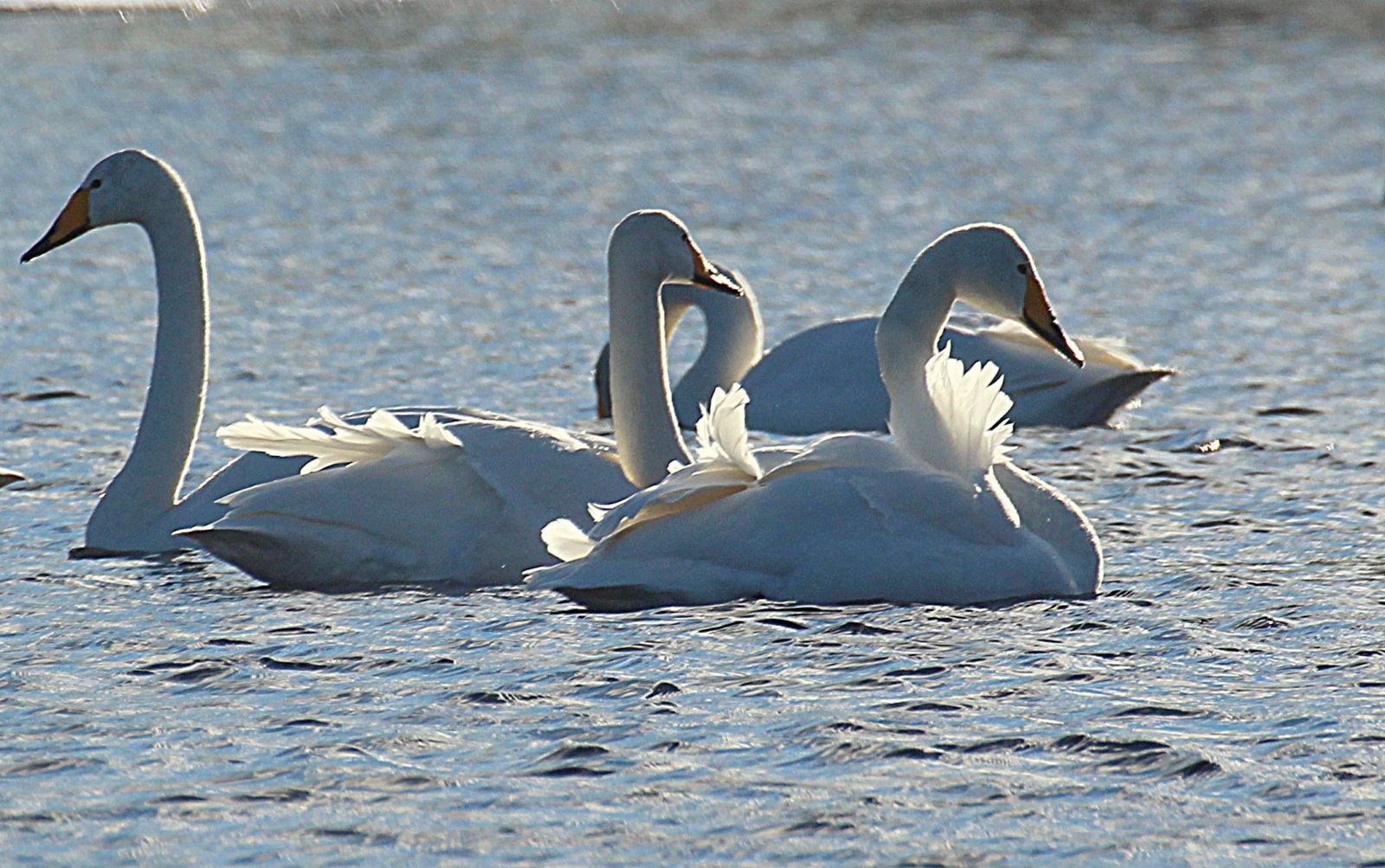 Valokuvaaja: Sirpa Jyske
