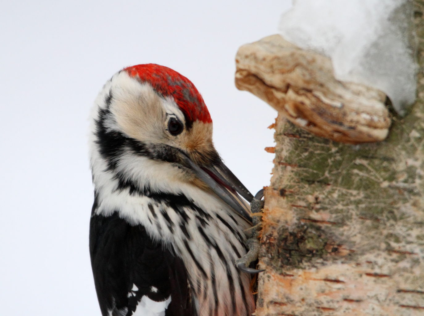 Valokuvaaja: Lasse Kokko
