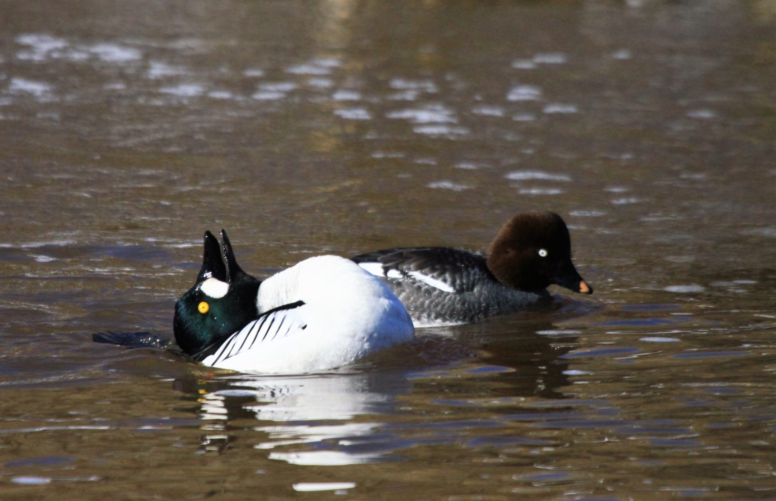 Valokuvaaja: Berndt Hannelius