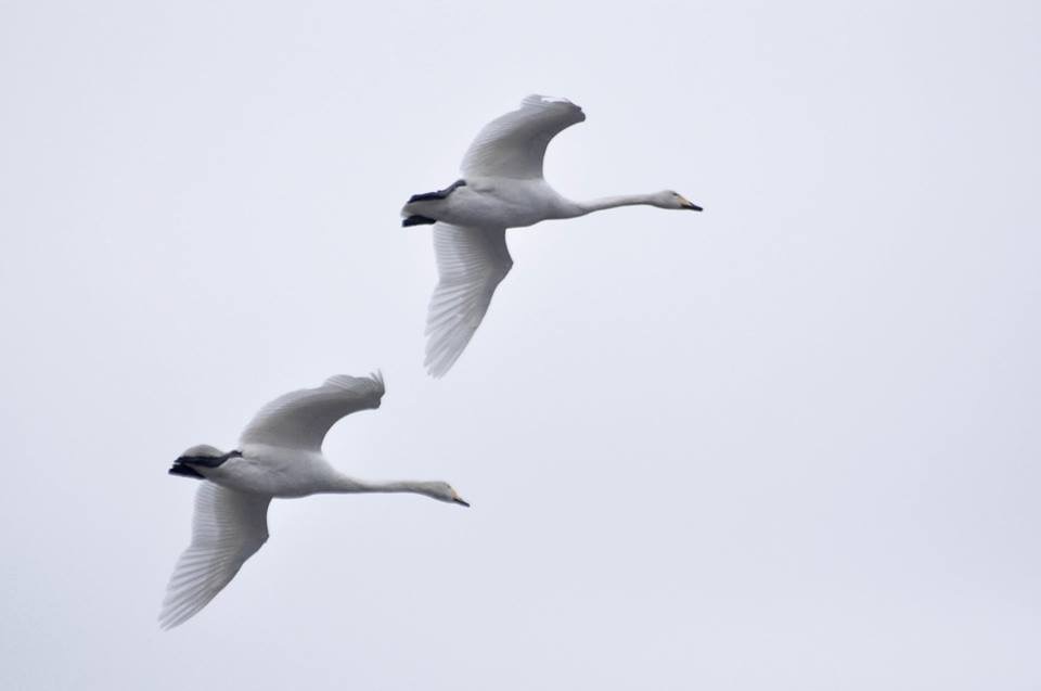 Valokuvaaja: Jenni Merilä