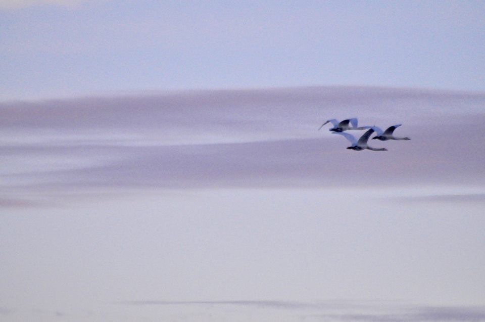 Valokuvaaja: Jenni merilä