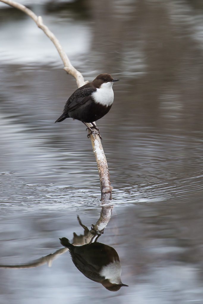 Valokuvaaja: Timo Saarinen