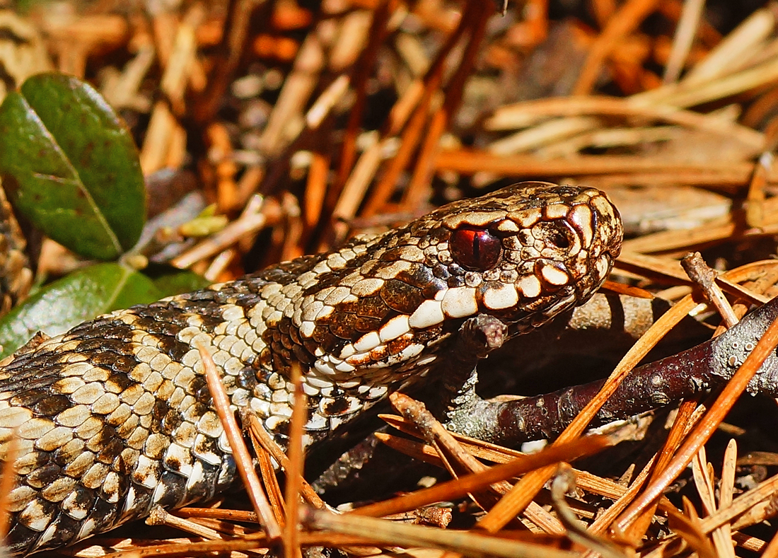 Valokuvaaja: Juhani Harkas