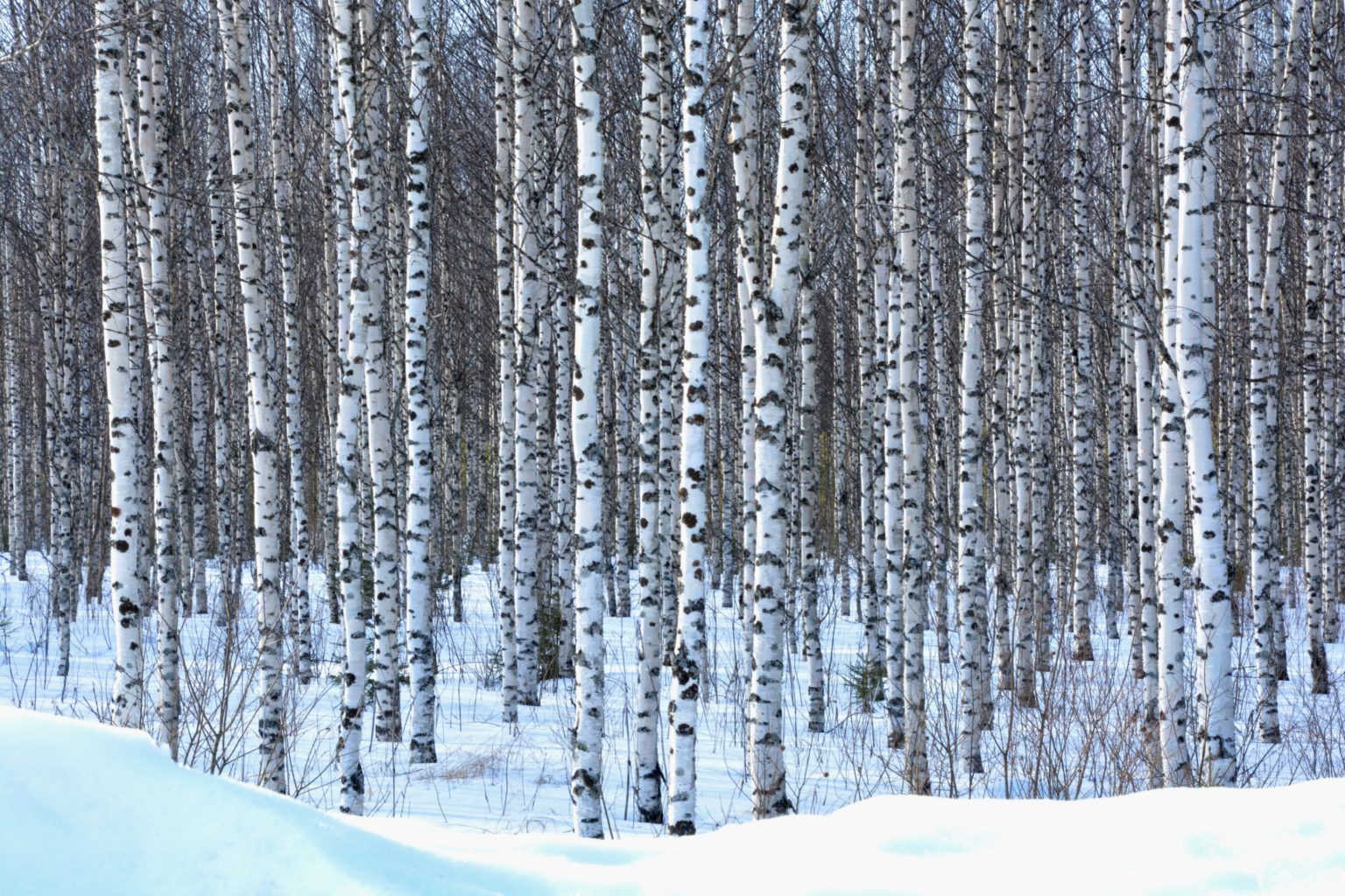 Valokuvaaja: Maija Savolainen