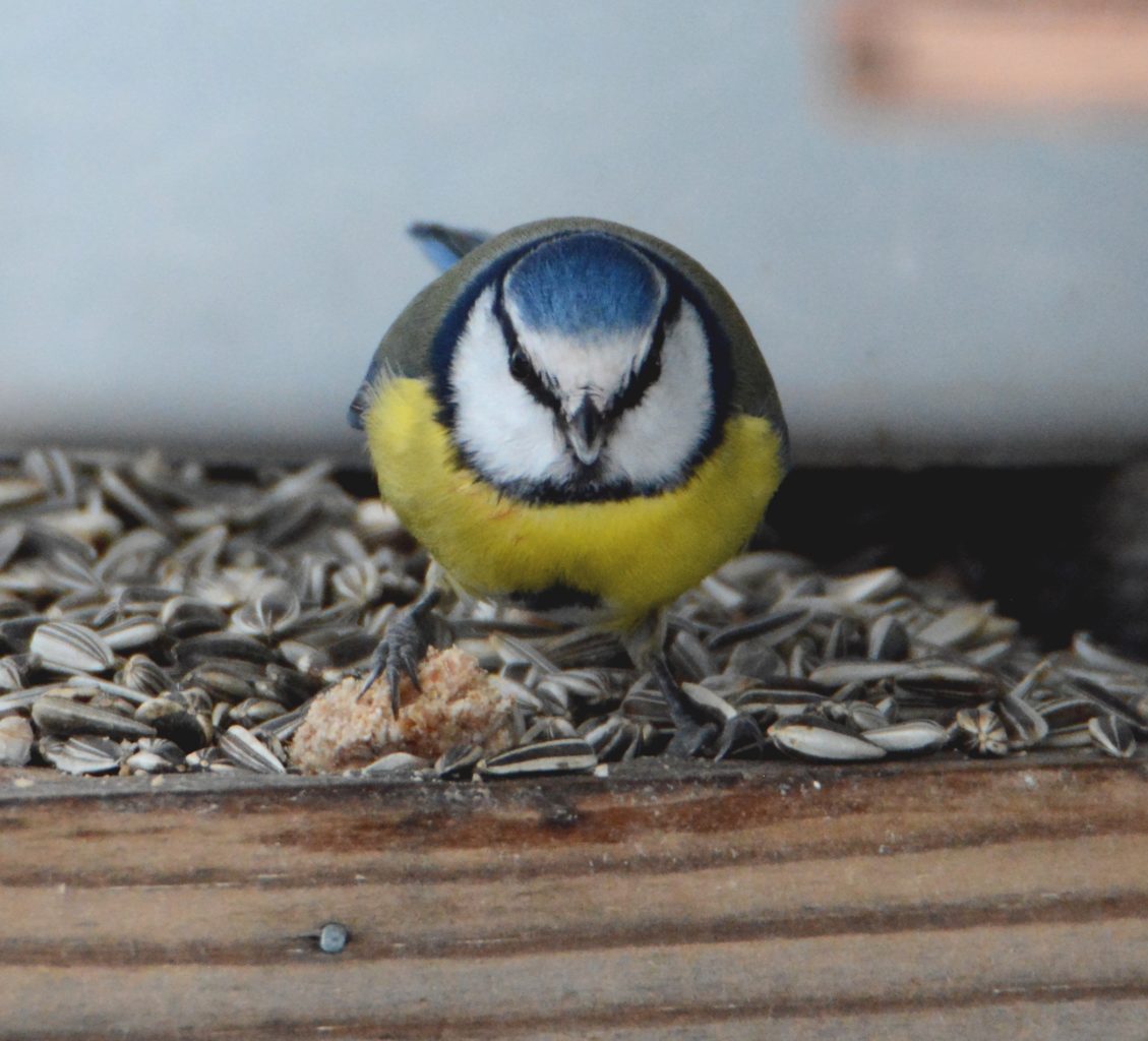 Valokuvaaja: Maija Savolainen