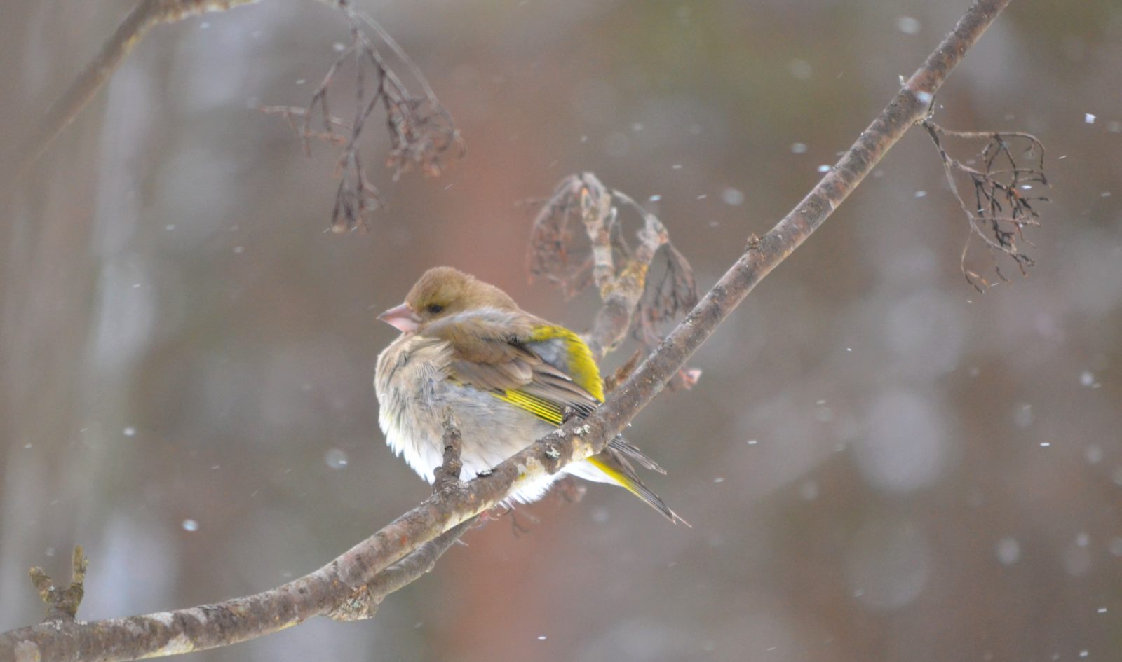 Valokuvaaja: Leena Rissanen