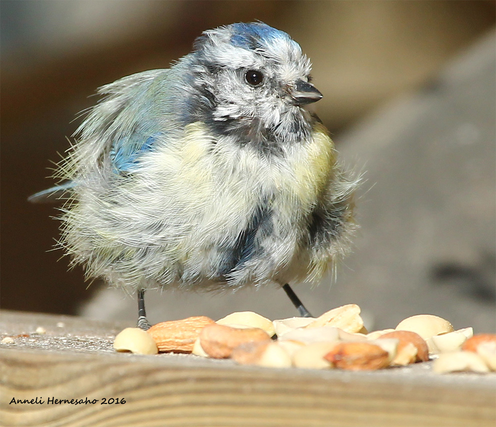 Valokuvaaja: Anneli Hernesaho