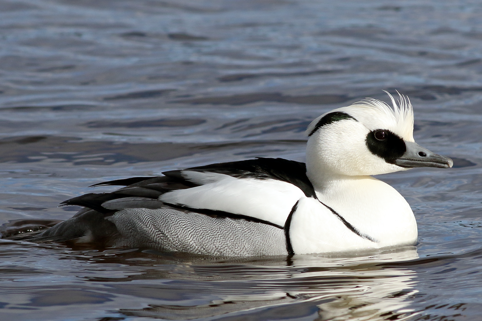 Valokuvaaja: Roope Luukkainen