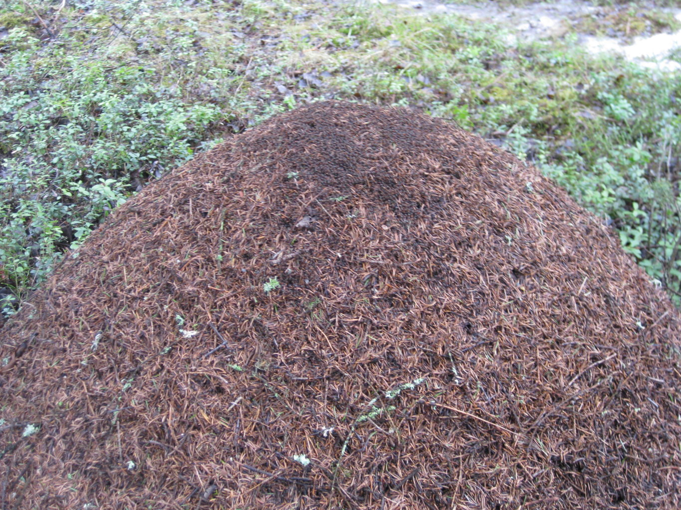 Valokuvaaja: yrjo lukkari Valokuvaaja: yrjo lukkari