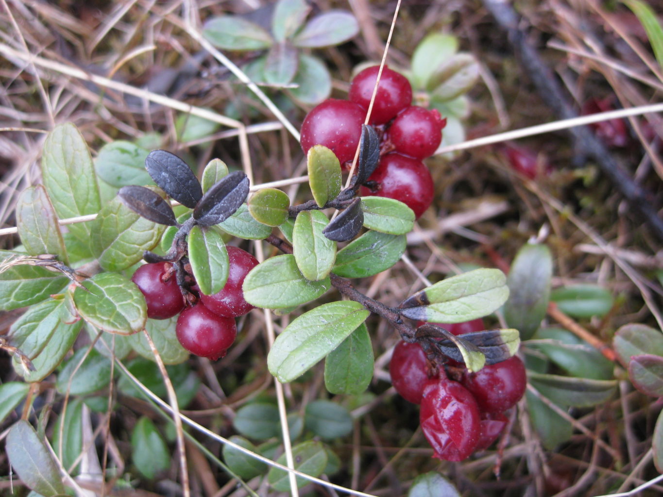 Valokuvaaja: yrjo lukkari