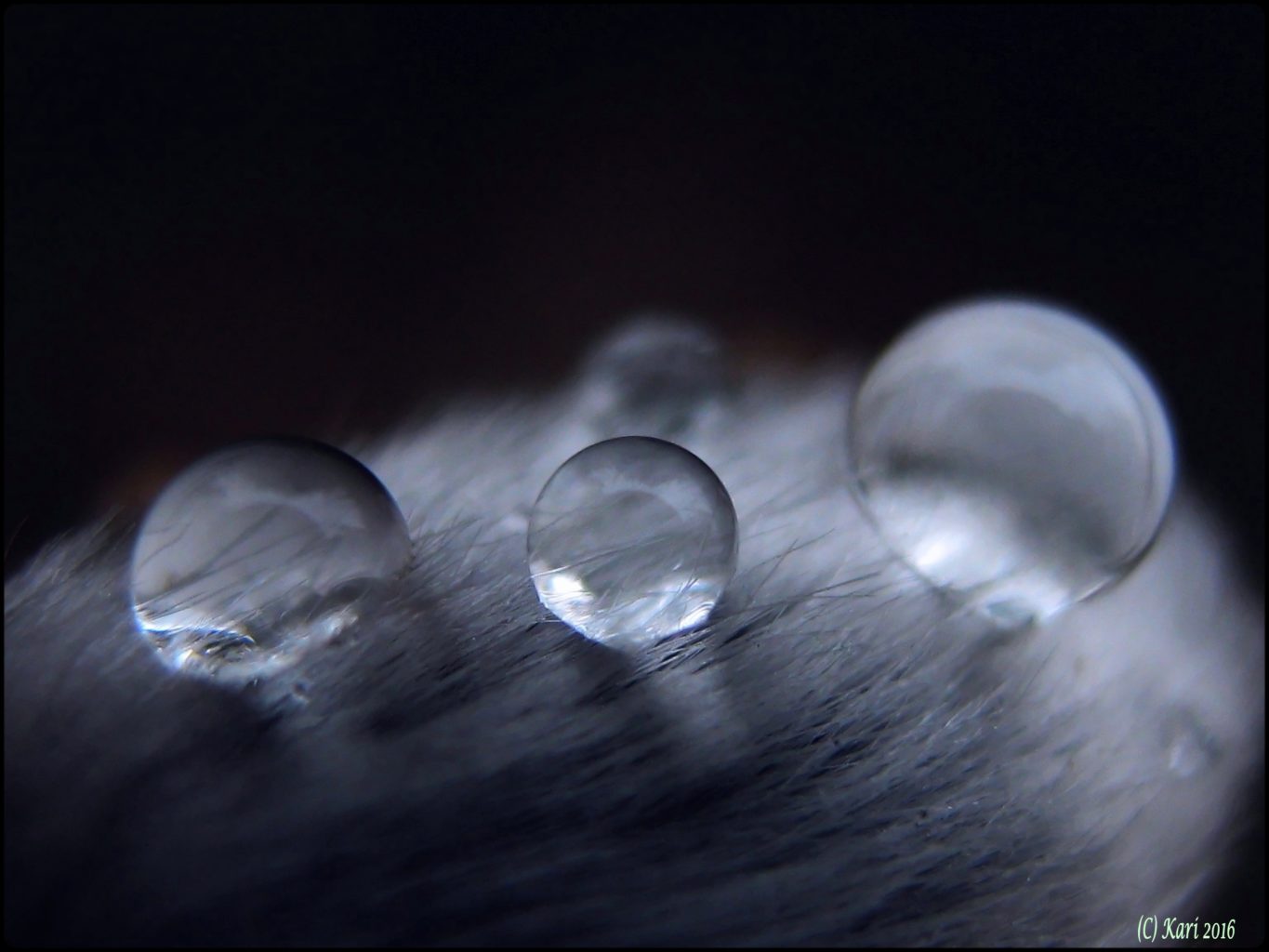 Valokuvaaja: Kari Saarinen Valokuvaaja: Kari Saarinen