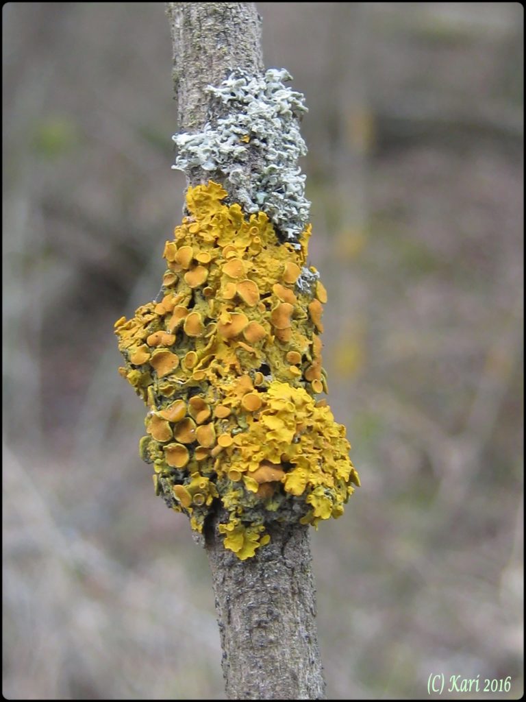 Valokuvaaja: Kari saarinen