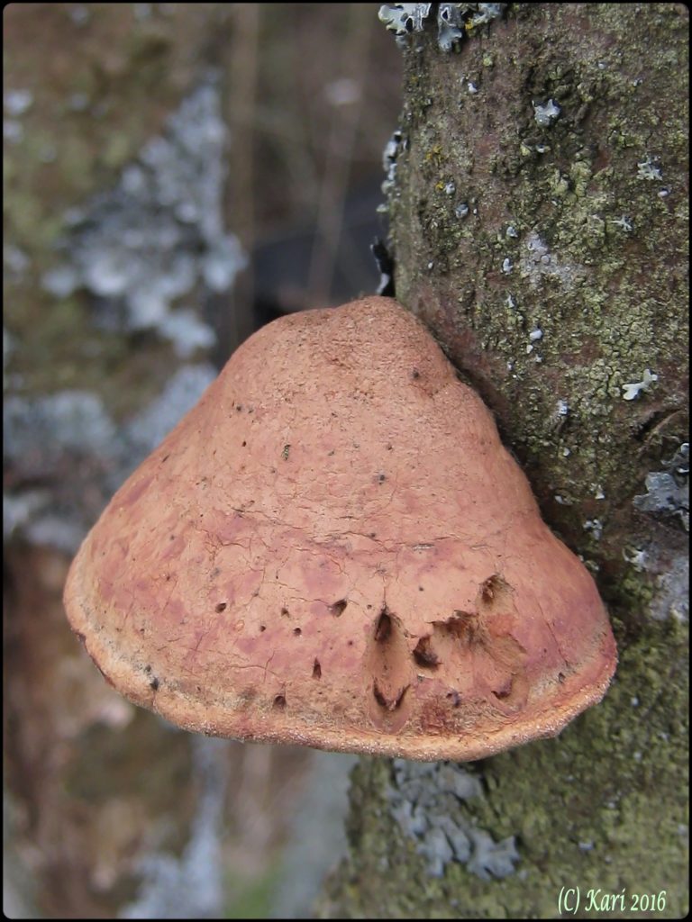 Valokuvaaja: Kari Saarinen