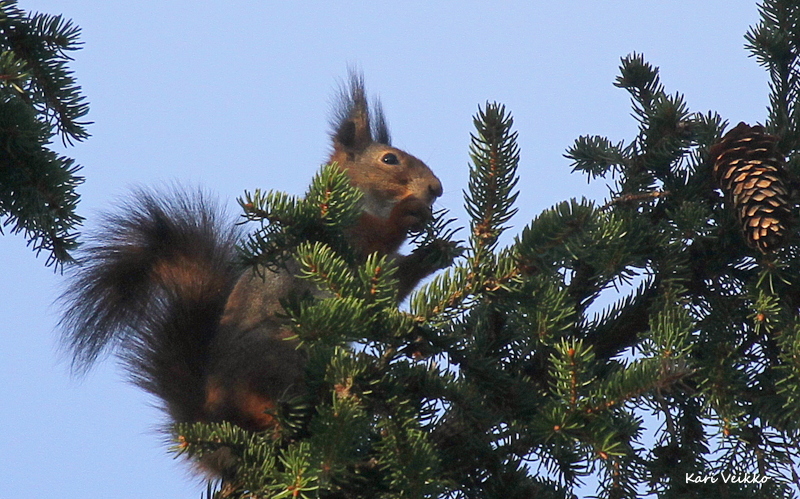 Valokuvaaja: Kari Veikko