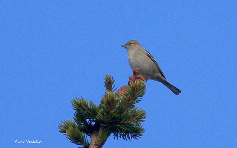 Valokuvaaja: Kari Veikko Valokuvaaja: Kari Veikko