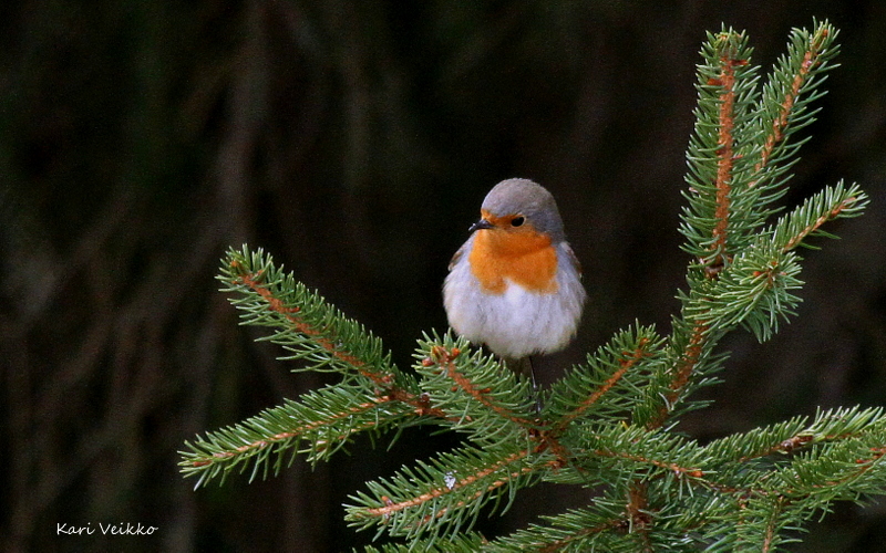 Valokuvaaja: Kari Veikko