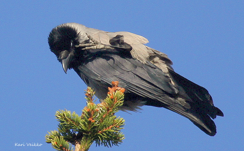 Valokuvaaja: Kari Veikko