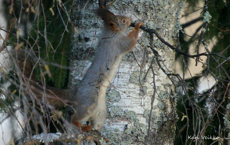 Valokuvaaja: Kari Veikko