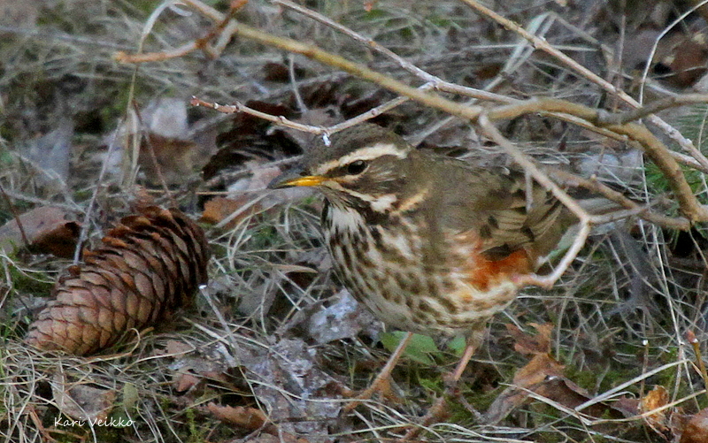 Valokuvaaja: Kari Veikko