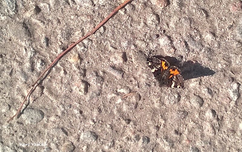 Valokuvaaja: Kari Veikko