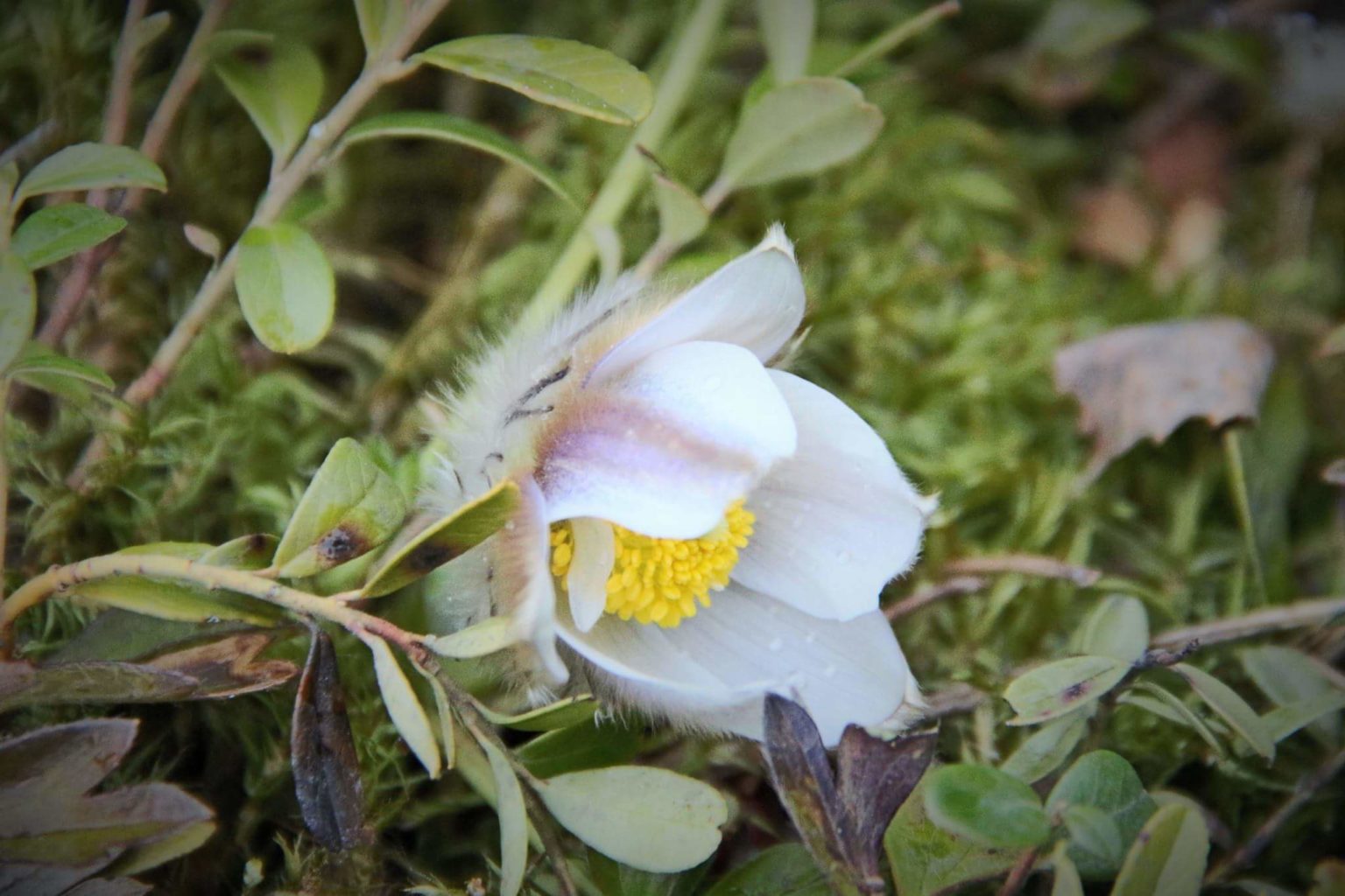 Valokuvaaja: Satu Karvinen Valokuvaaja: Satu Karvinen