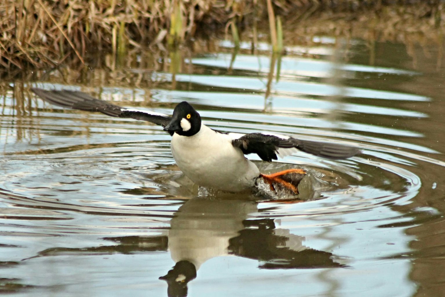 Valokuvaaja: Miia Pesu