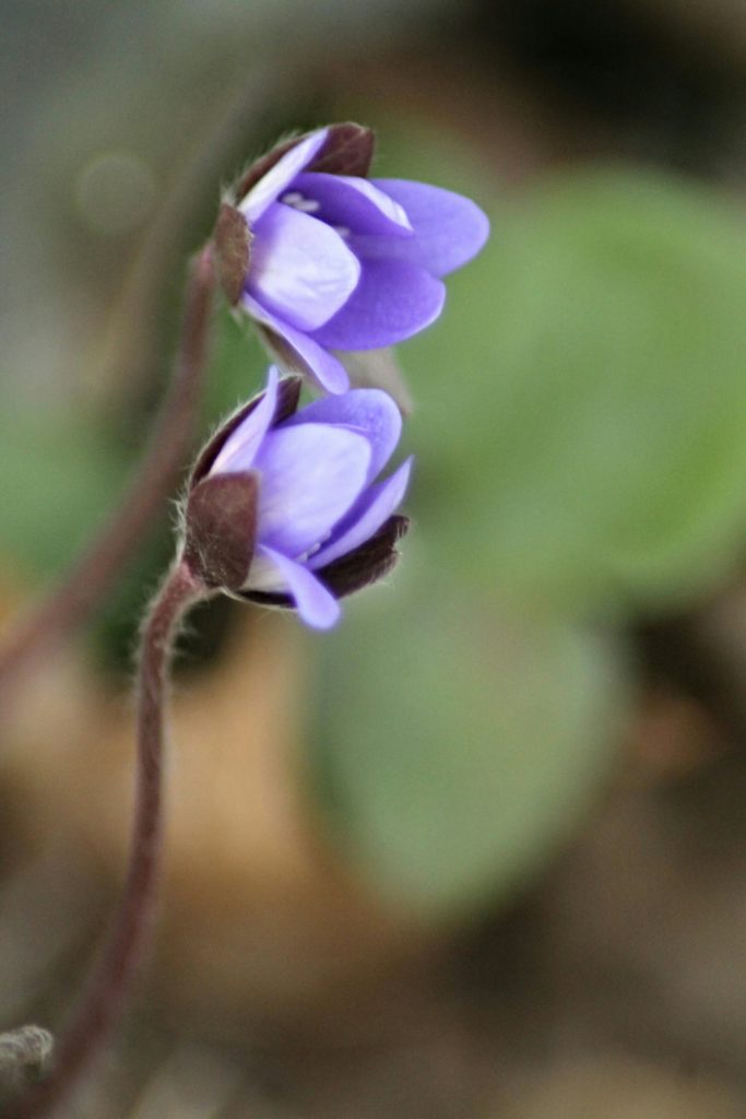 Valokuvaaja: Miia Pesu