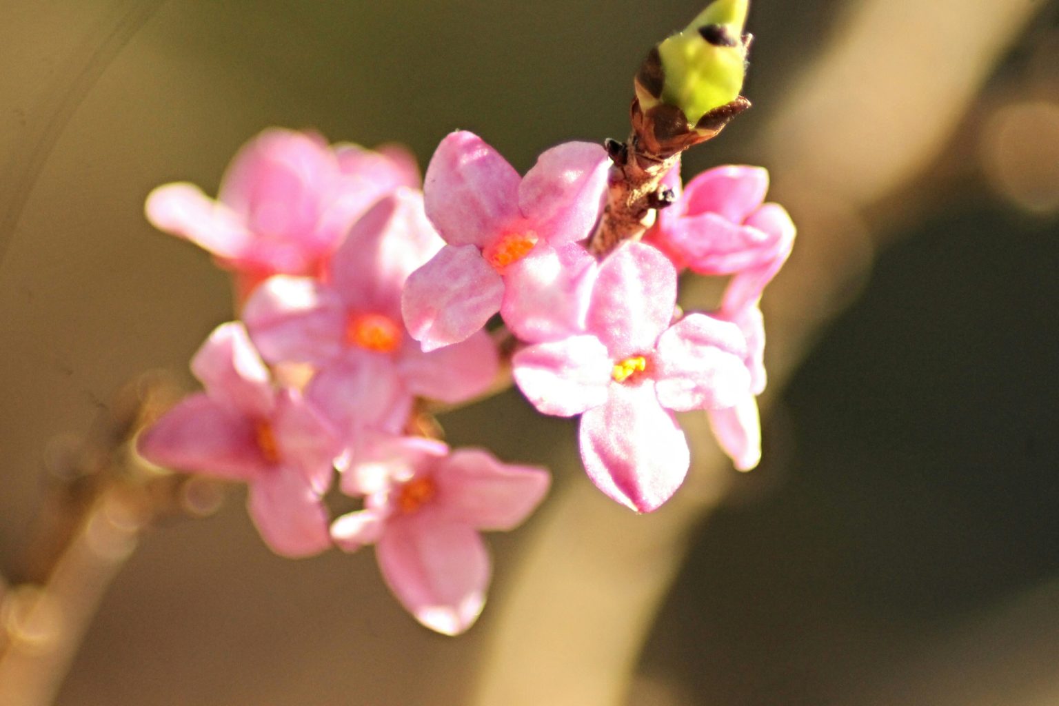 Valokuvaaja: Miia Pesu